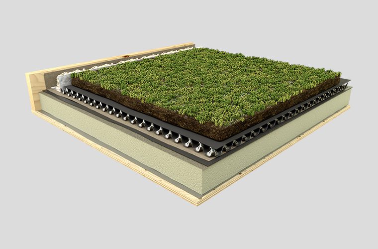 Sedum Roof Illustration