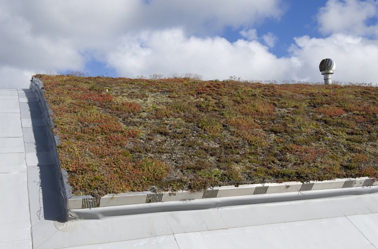 Sedum Roof