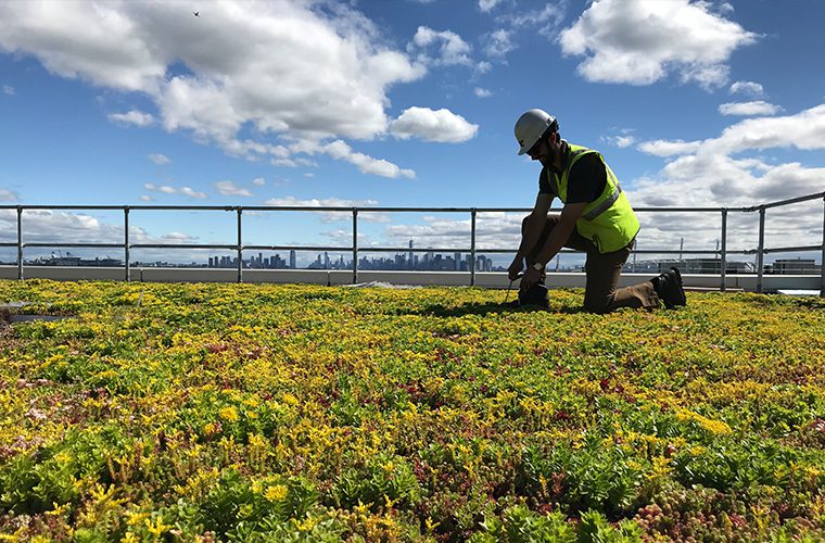 Sedum Roof Maintenance