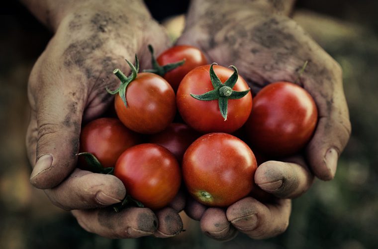 Tomatoes